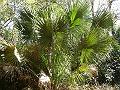 palm fronds 1